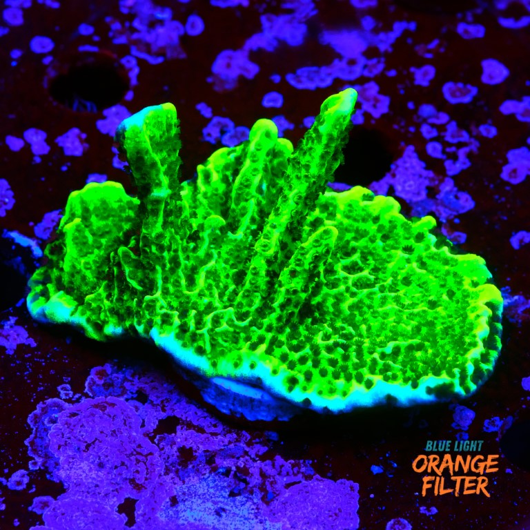 Montipora confusa 2