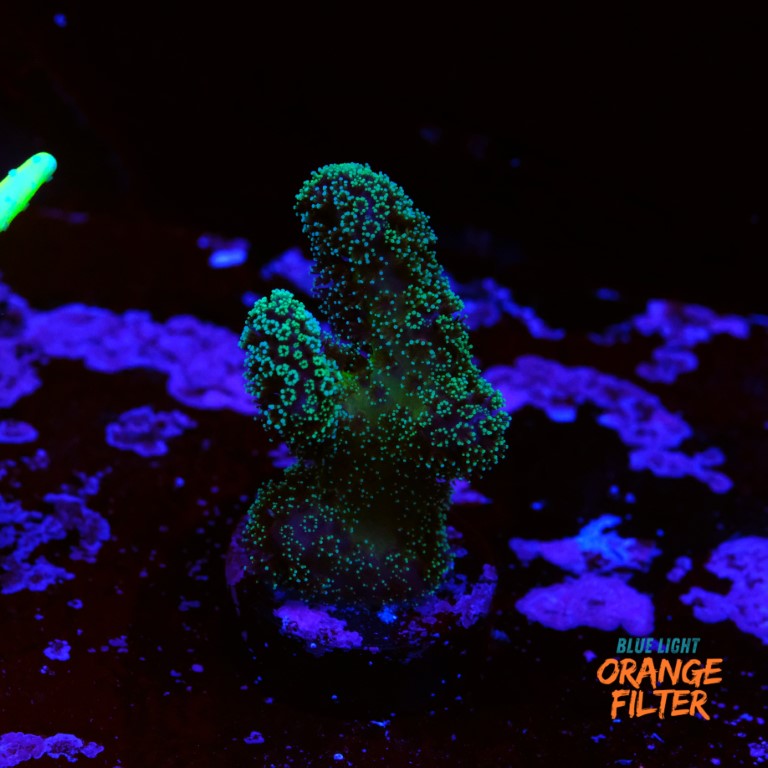 Stylophora stellar  2