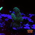 Stylophora stellar  2