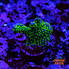 Montipora stellata 1