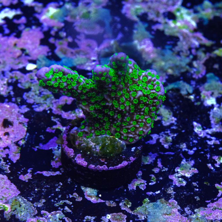 Montipora stellata 2