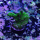 Montipora stellata 2