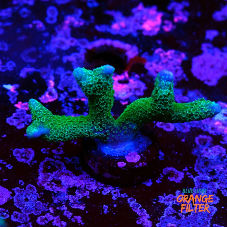 Montipora digitata green  1