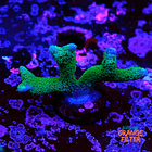 Montipora digitata green  1
