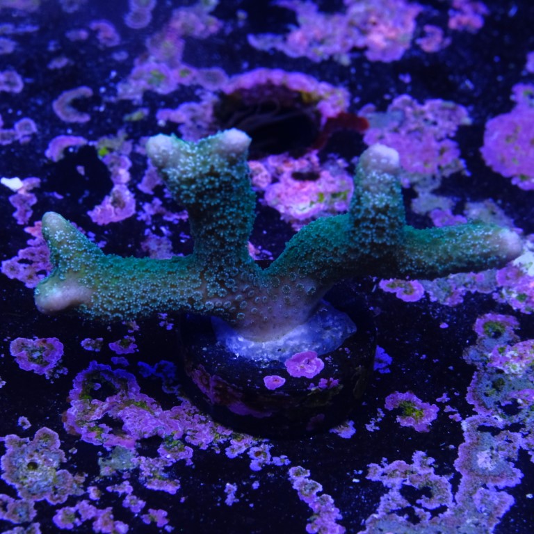 Montipora digitata green  2