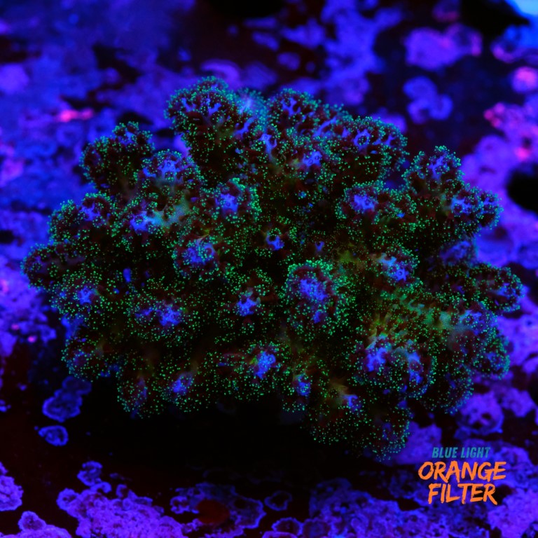 Pocilopora damicornis 2