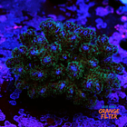 Pocilopora damicornis 2