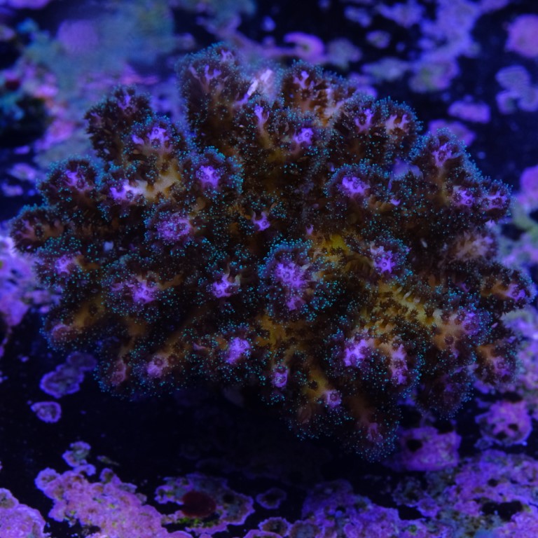 Pocilopora damicornis 1