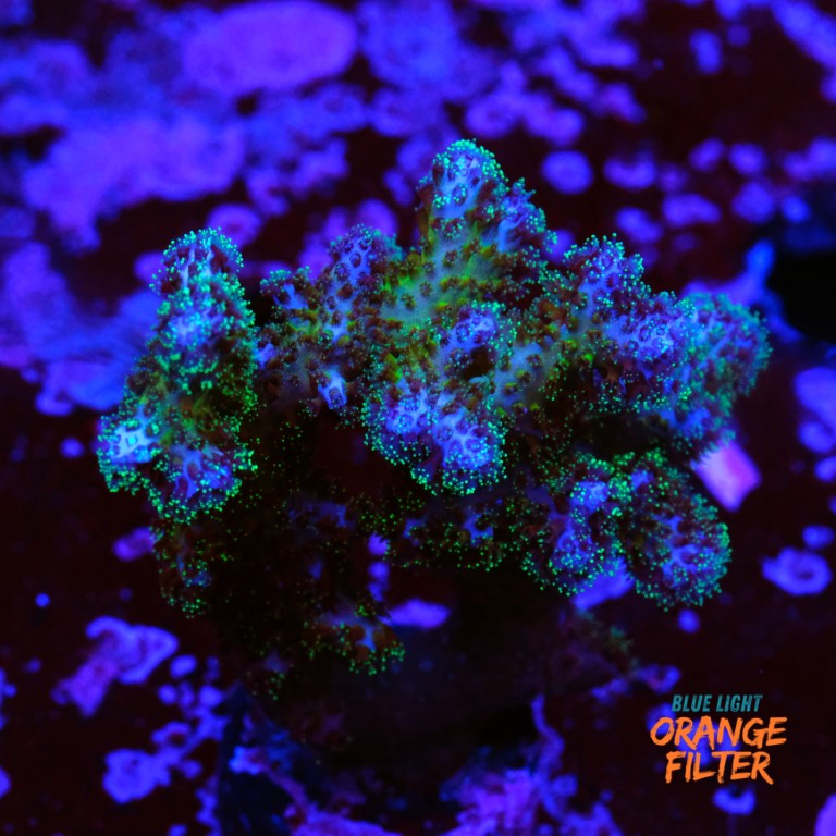 Pocilopora damicornis 2