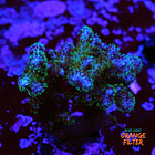 Pocilopora damicornis 2