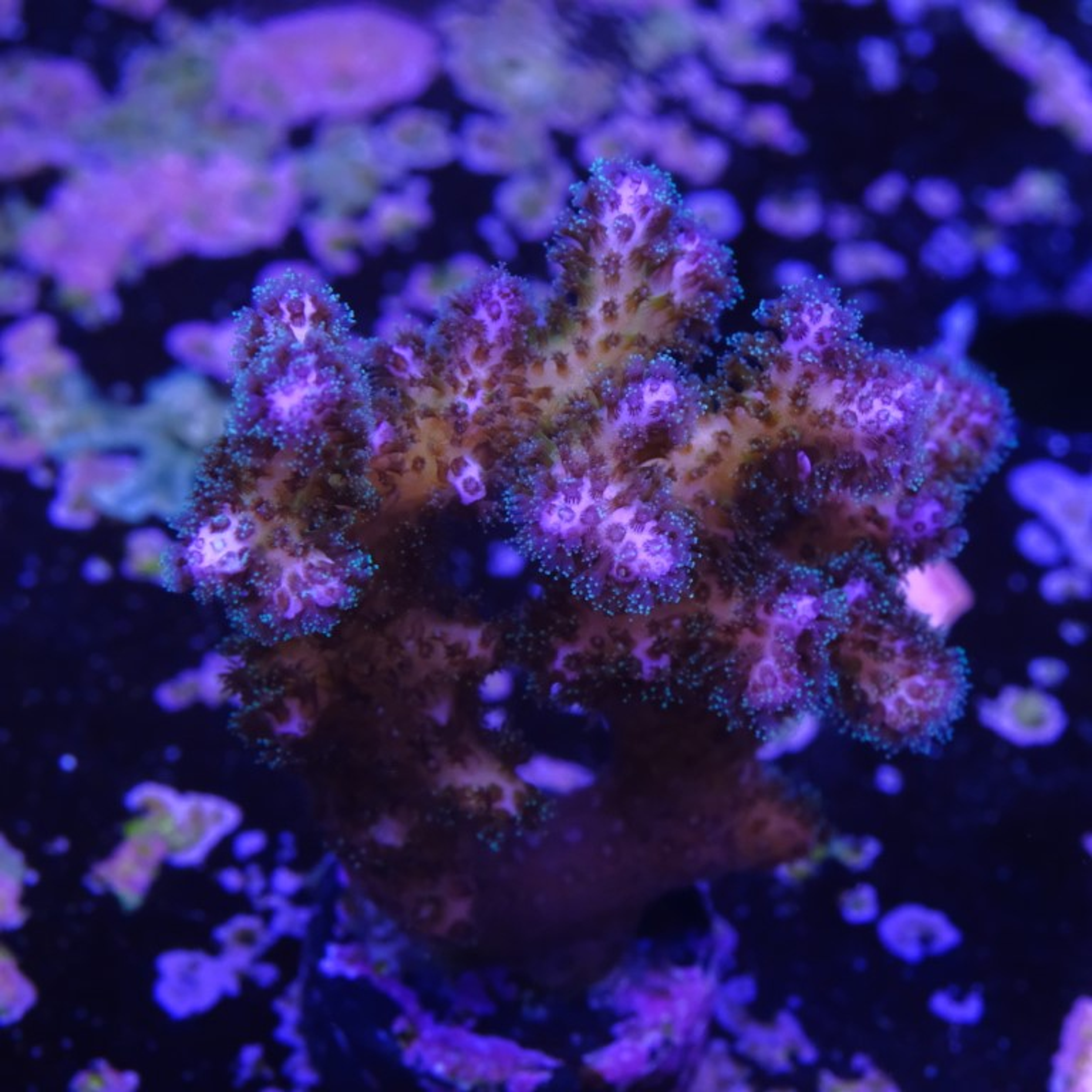 Pocilopora damicornis