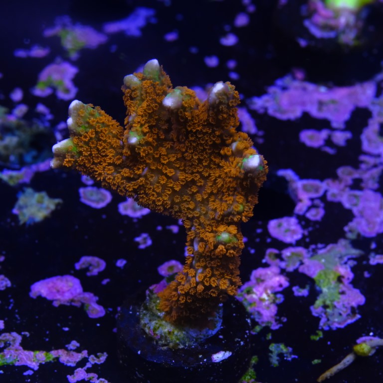 Montipora digitata 