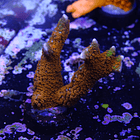 Montipora digitata 