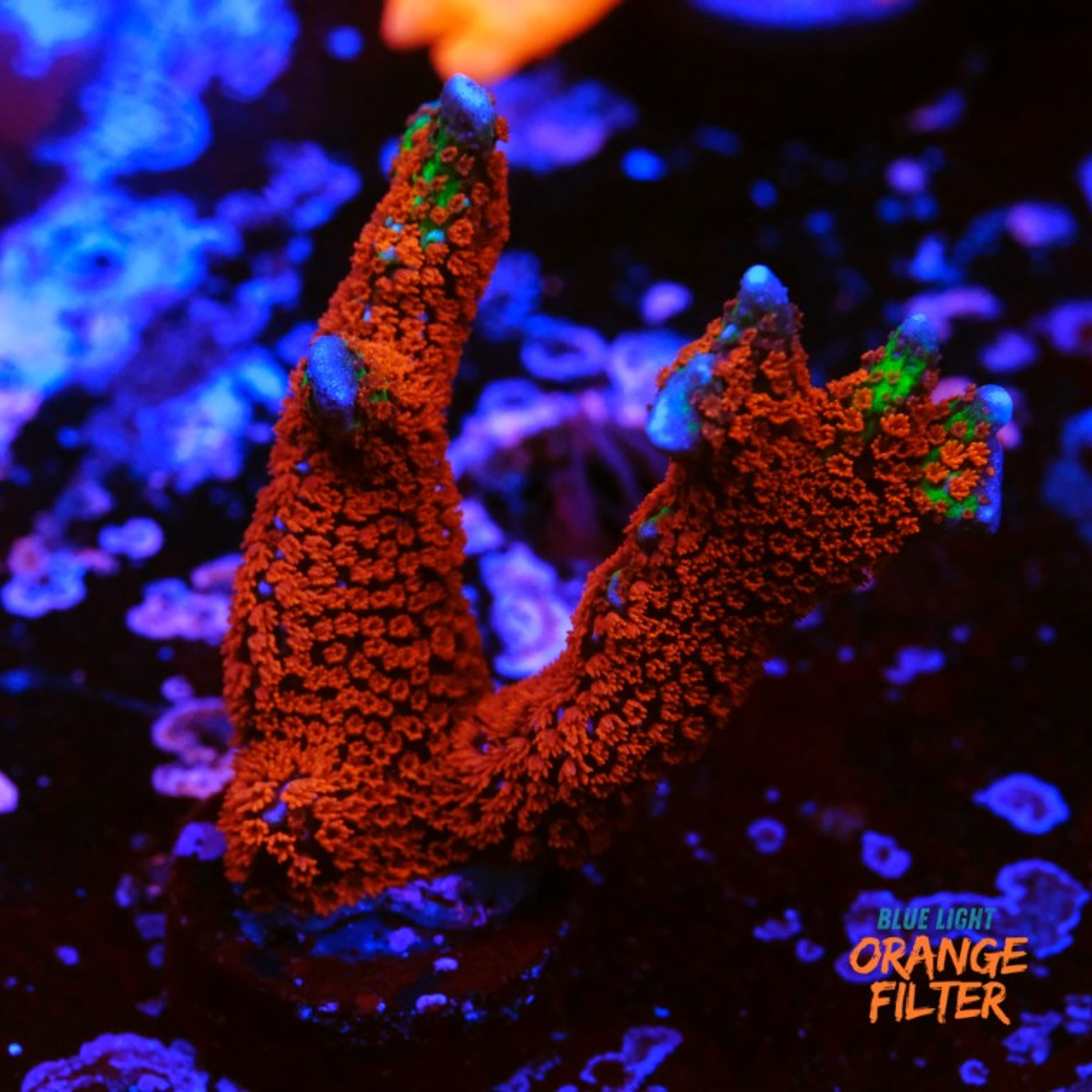 Montipora digitata "forest fire"