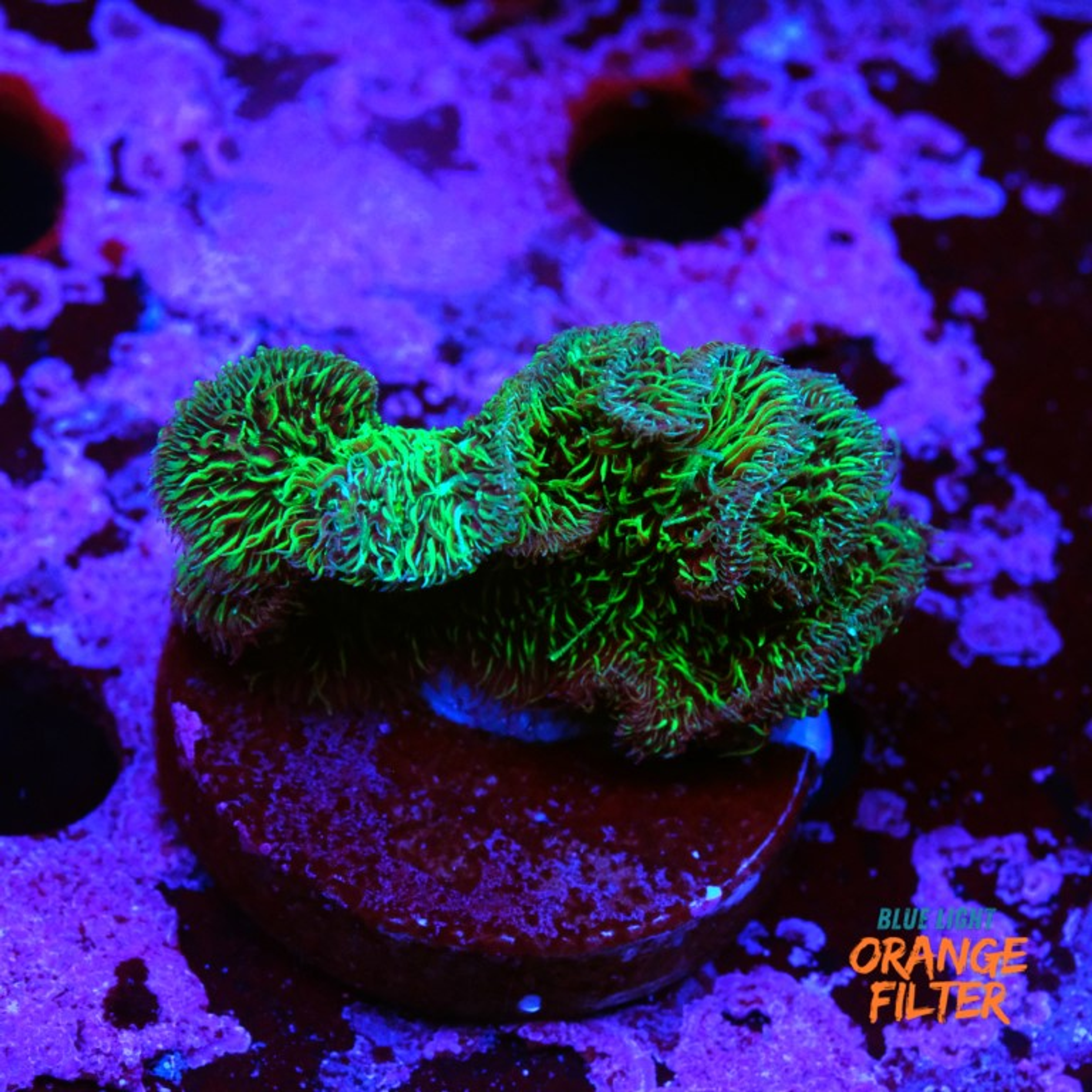 Pavona cactus "green"