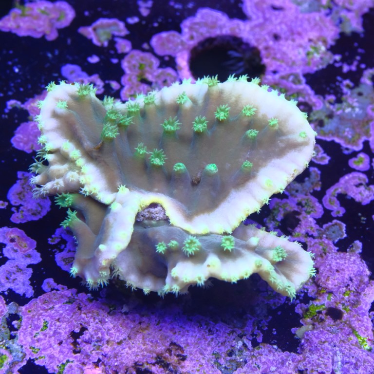 Turbinaria mesenterina 2