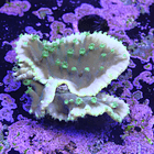 Turbinaria mesenterina 2