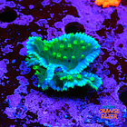 Turbinaria mesenterina 1