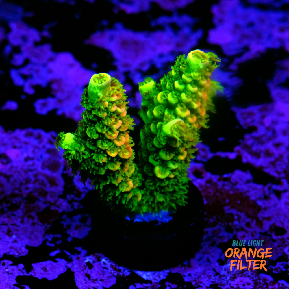 Acropora Tenuis 