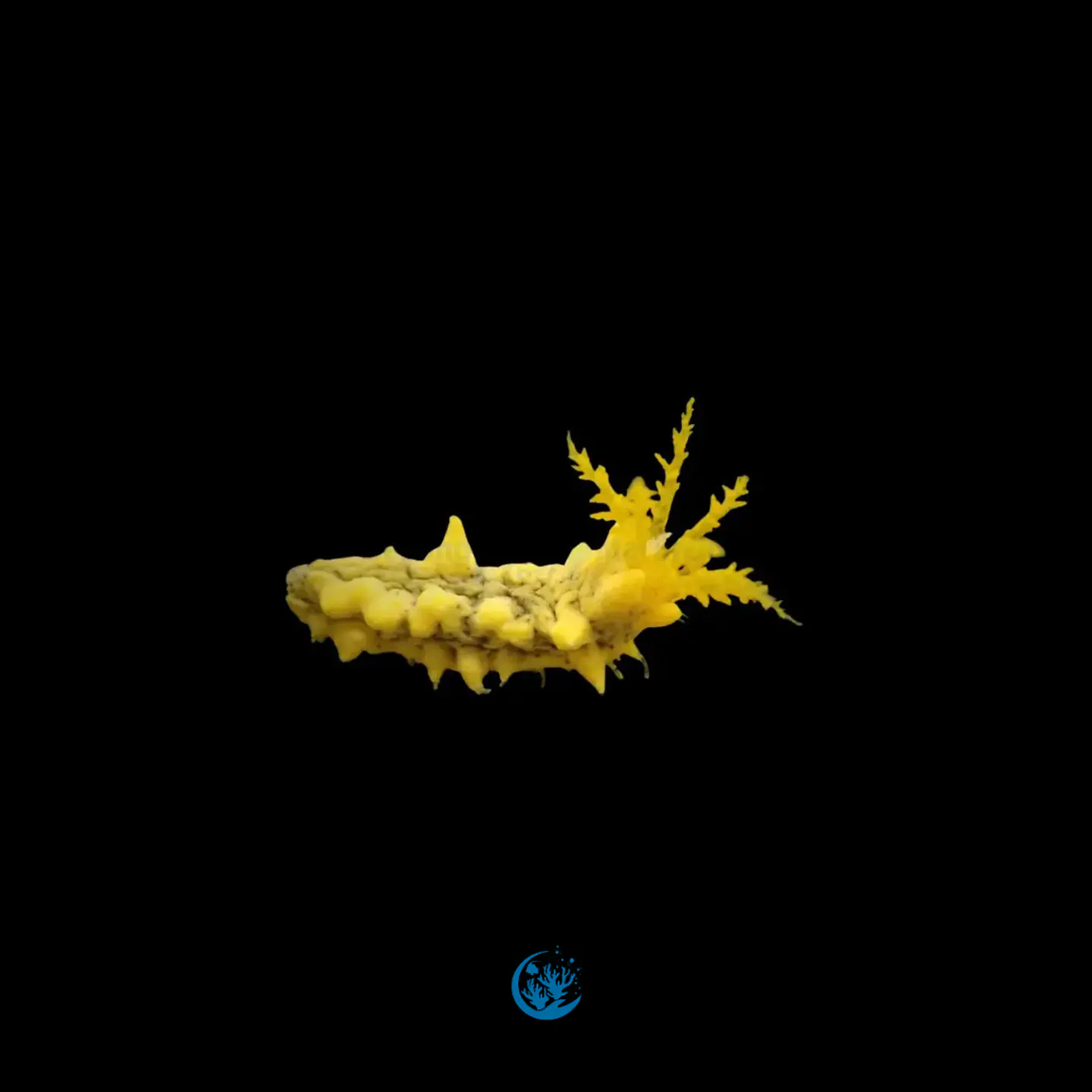 Colochirus robustus 1
