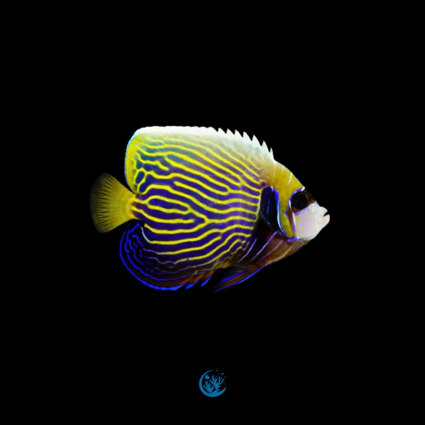 Pomacanthus imperator 2