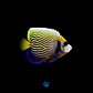 Pomacanthus imperator - Thumbnail 2