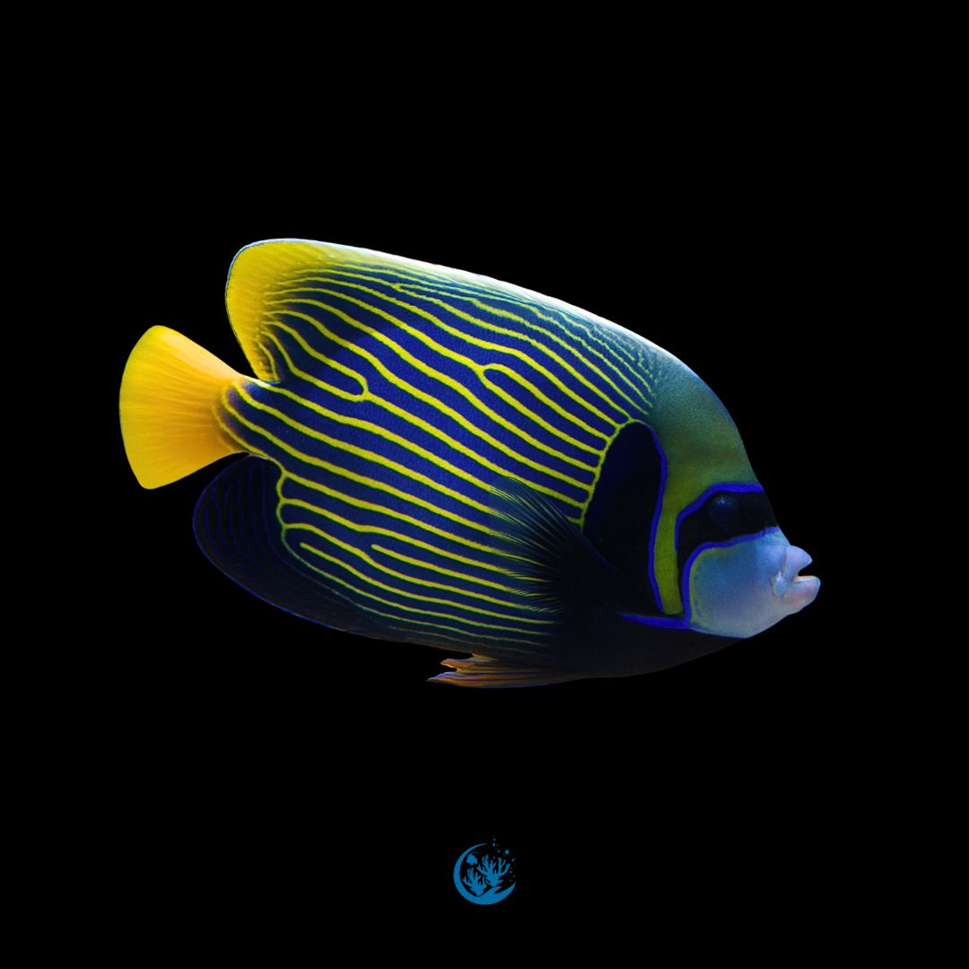 Pomacanthus imperator 3