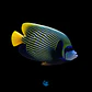 Pomacanthus imperator - Thumbnail 3