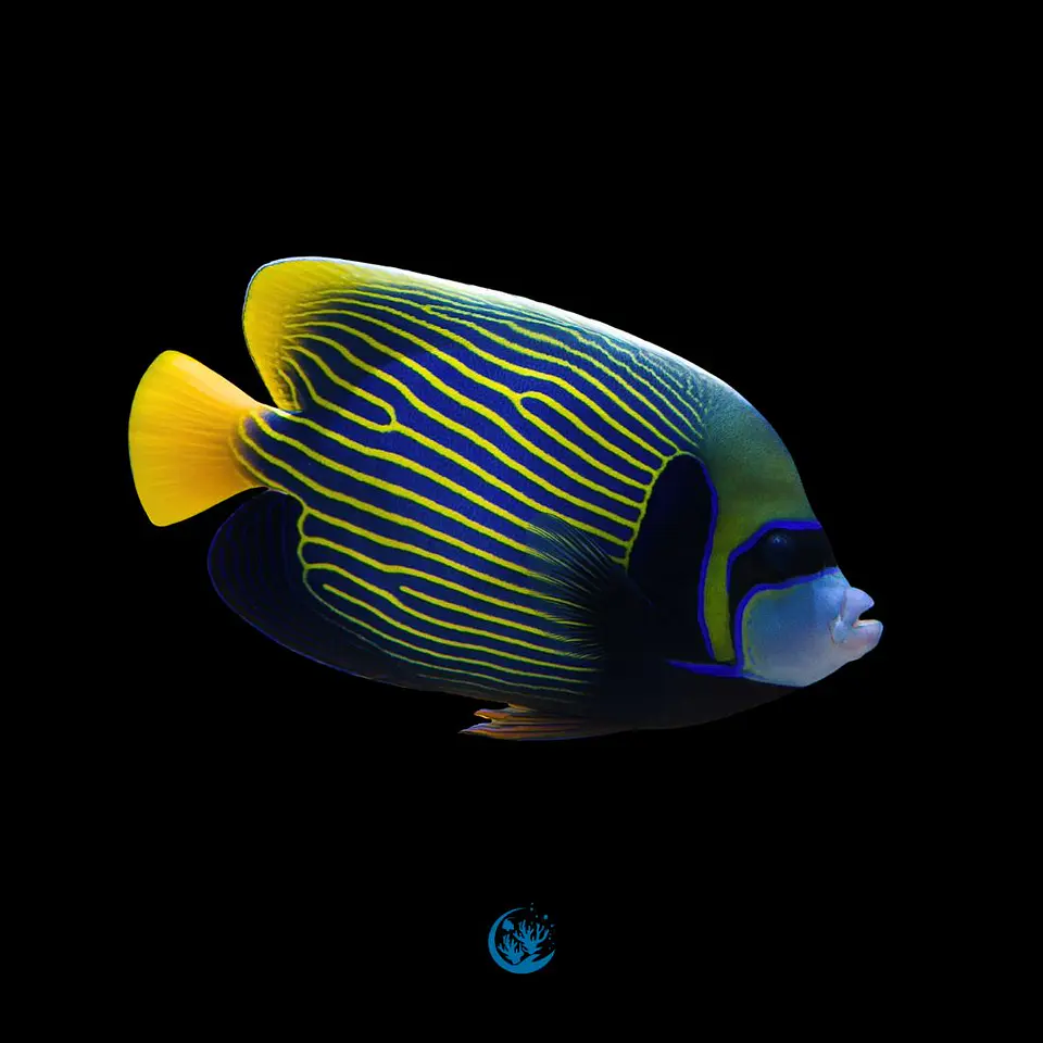 Pomacanthus imperator 3