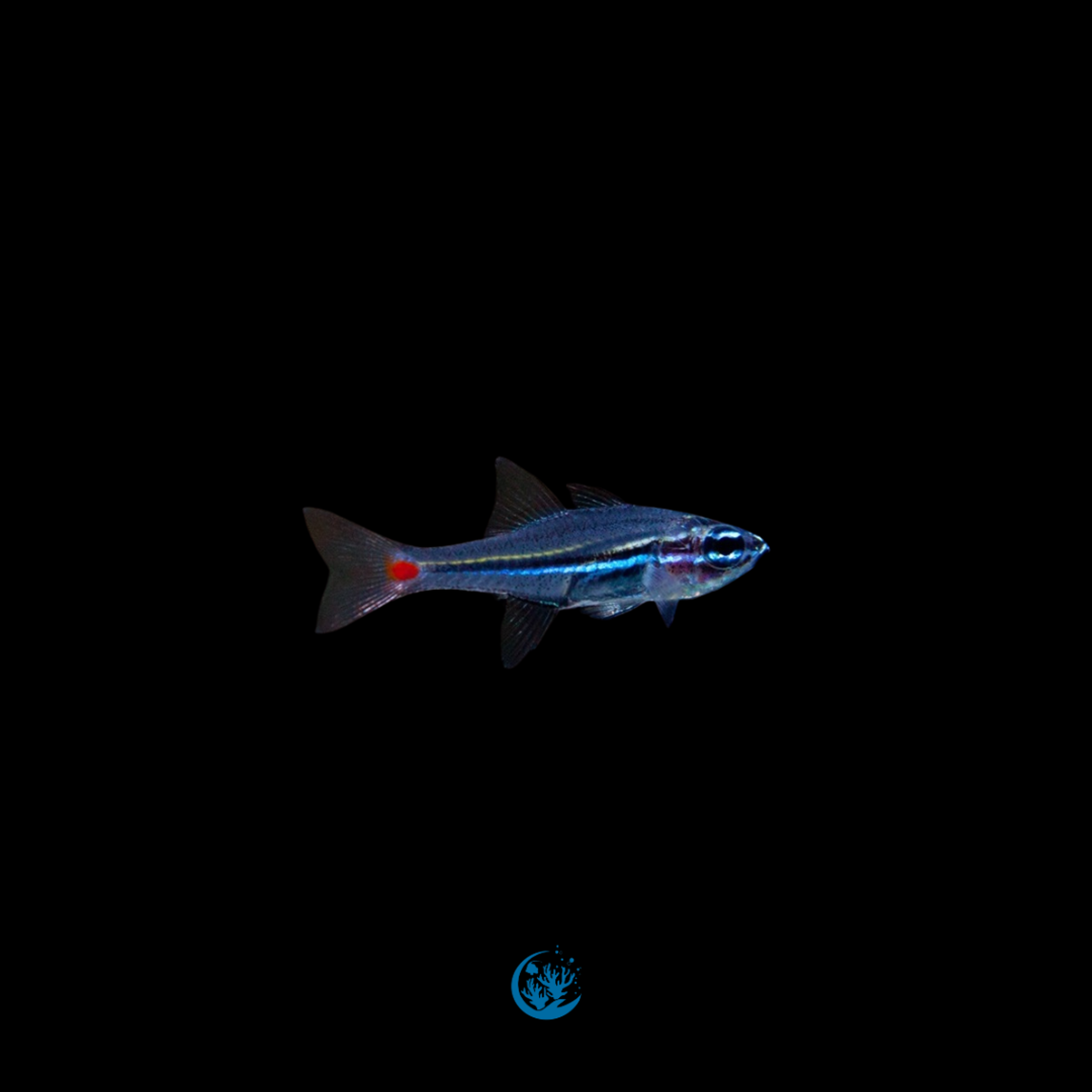 Ostorhinchus parvulus