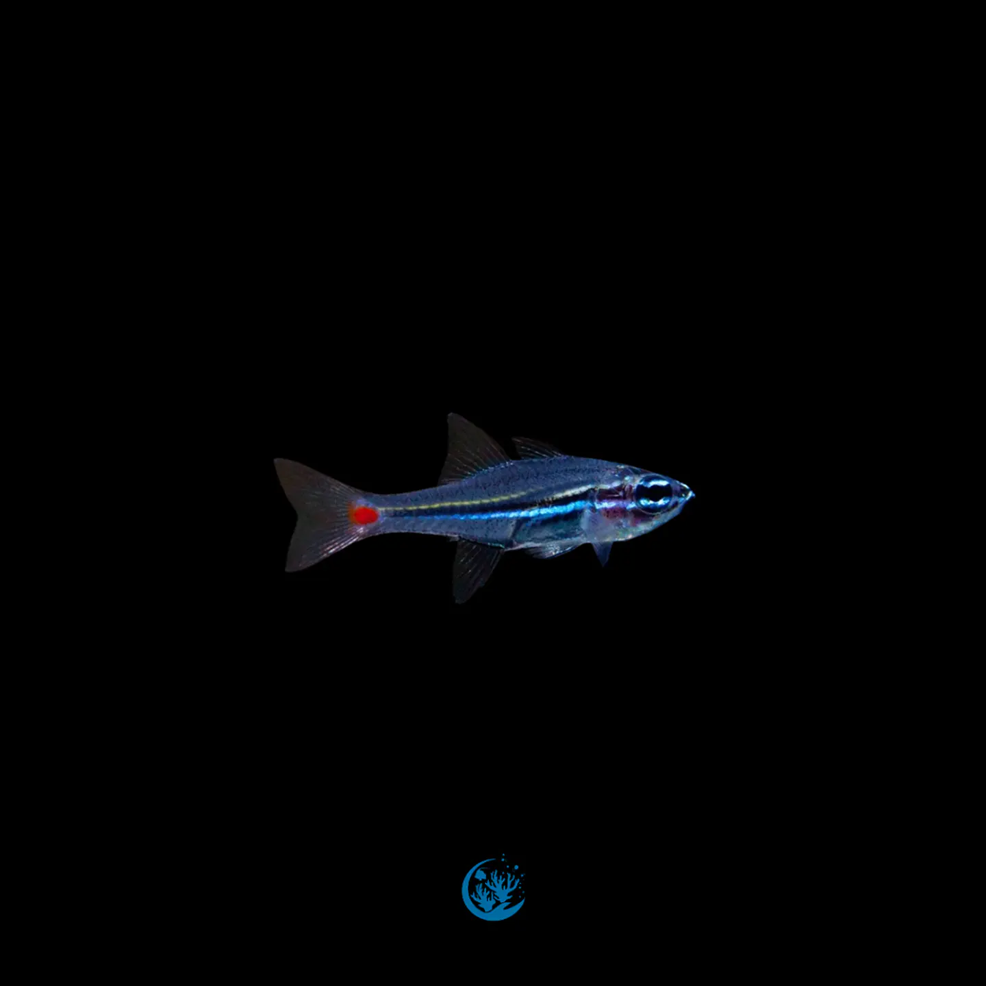 Ostorhinchus parvulus 1