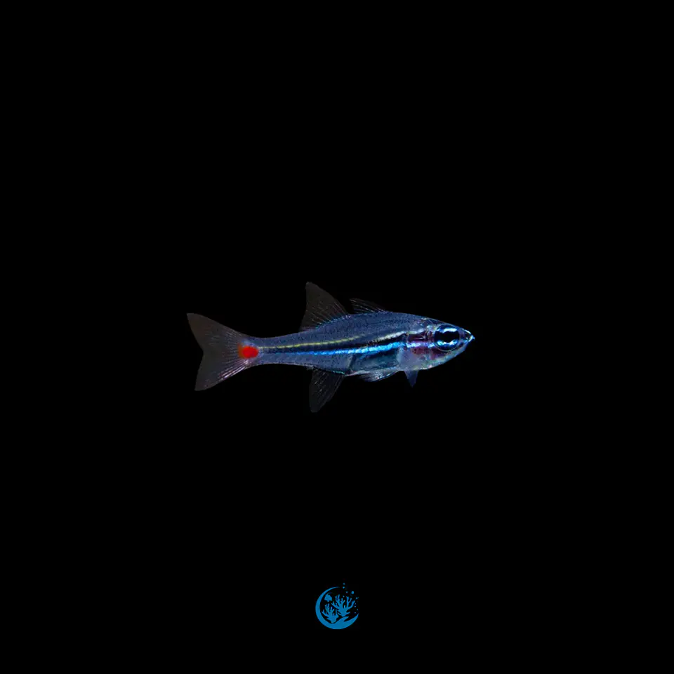 Ostorhinchus parvulus 1