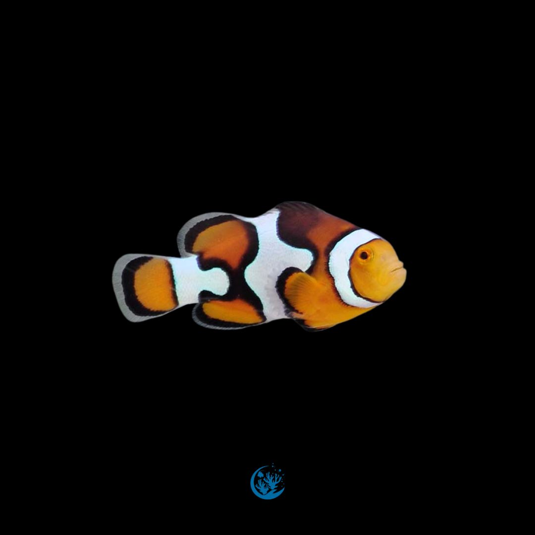 Amphiprion Percula Picasso
