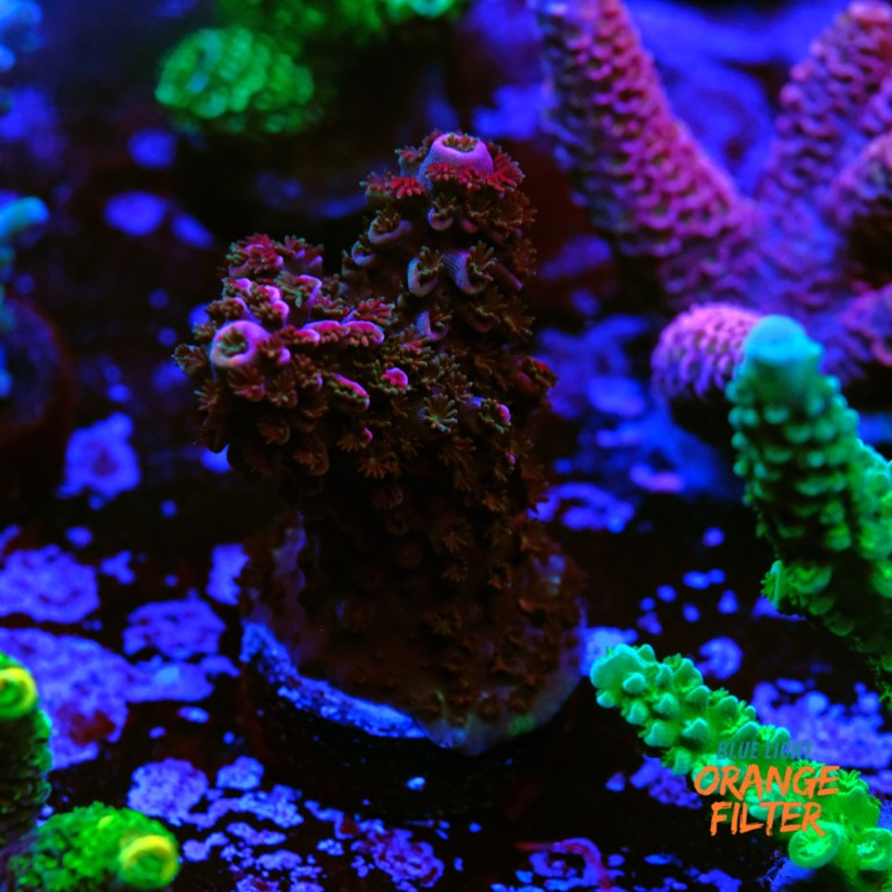 Acropora abrotanoides red
