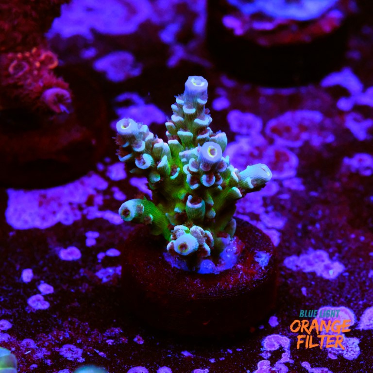 Acropora tenuis jacksons rainbow