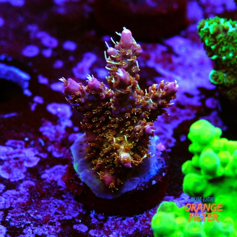 Tyree pinky the bear acropora