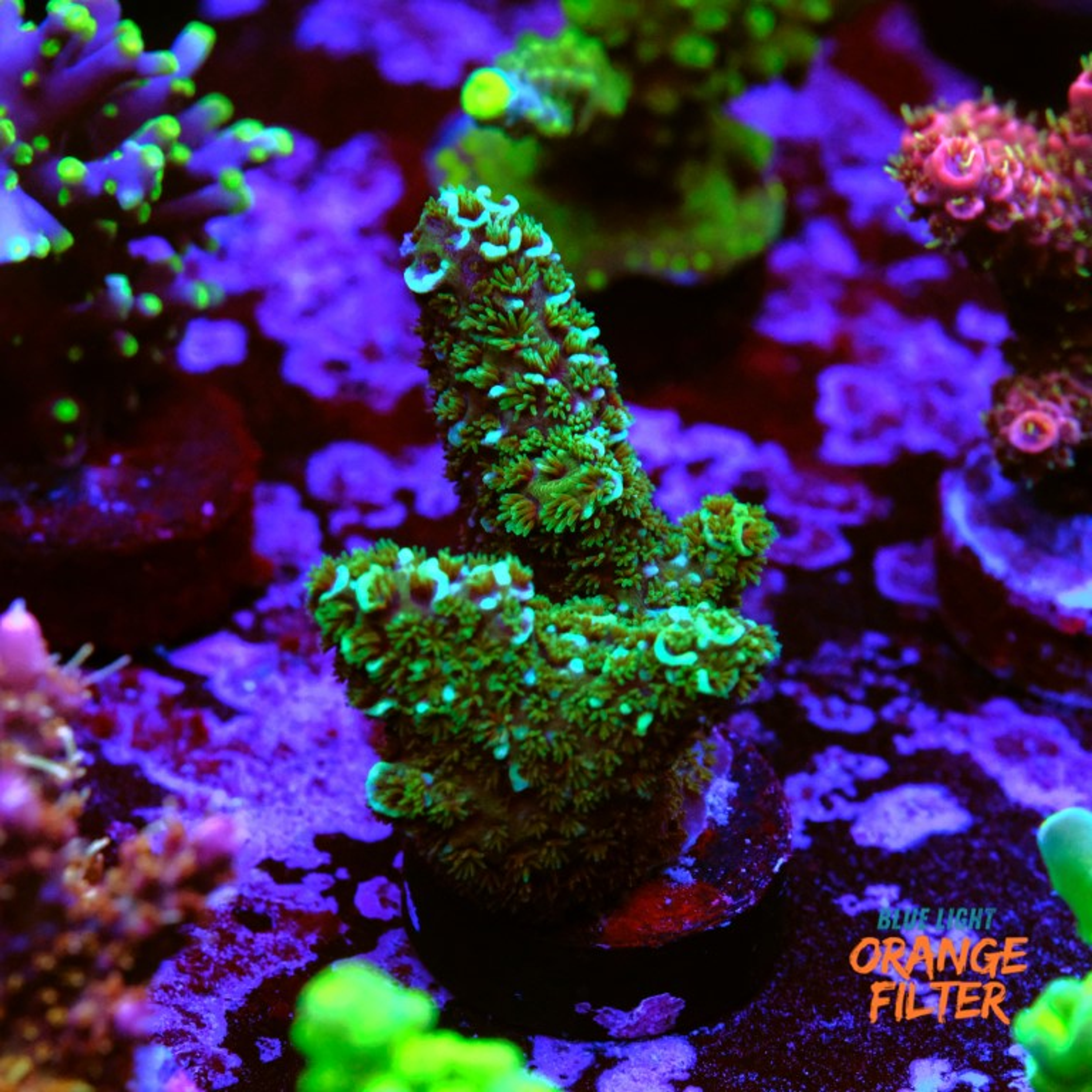 Acropora spathulata purple haze