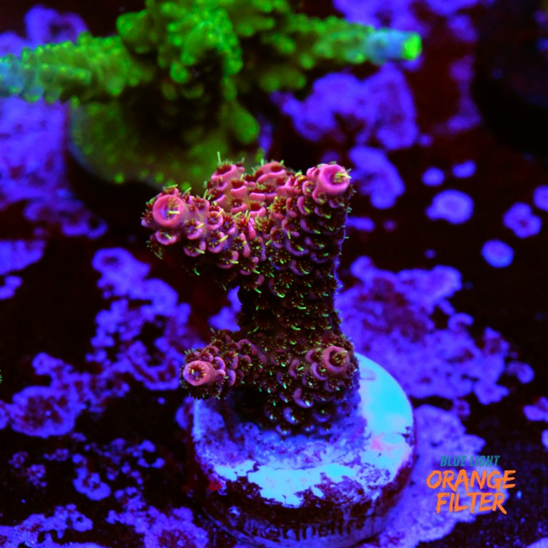 Acropora millepora 