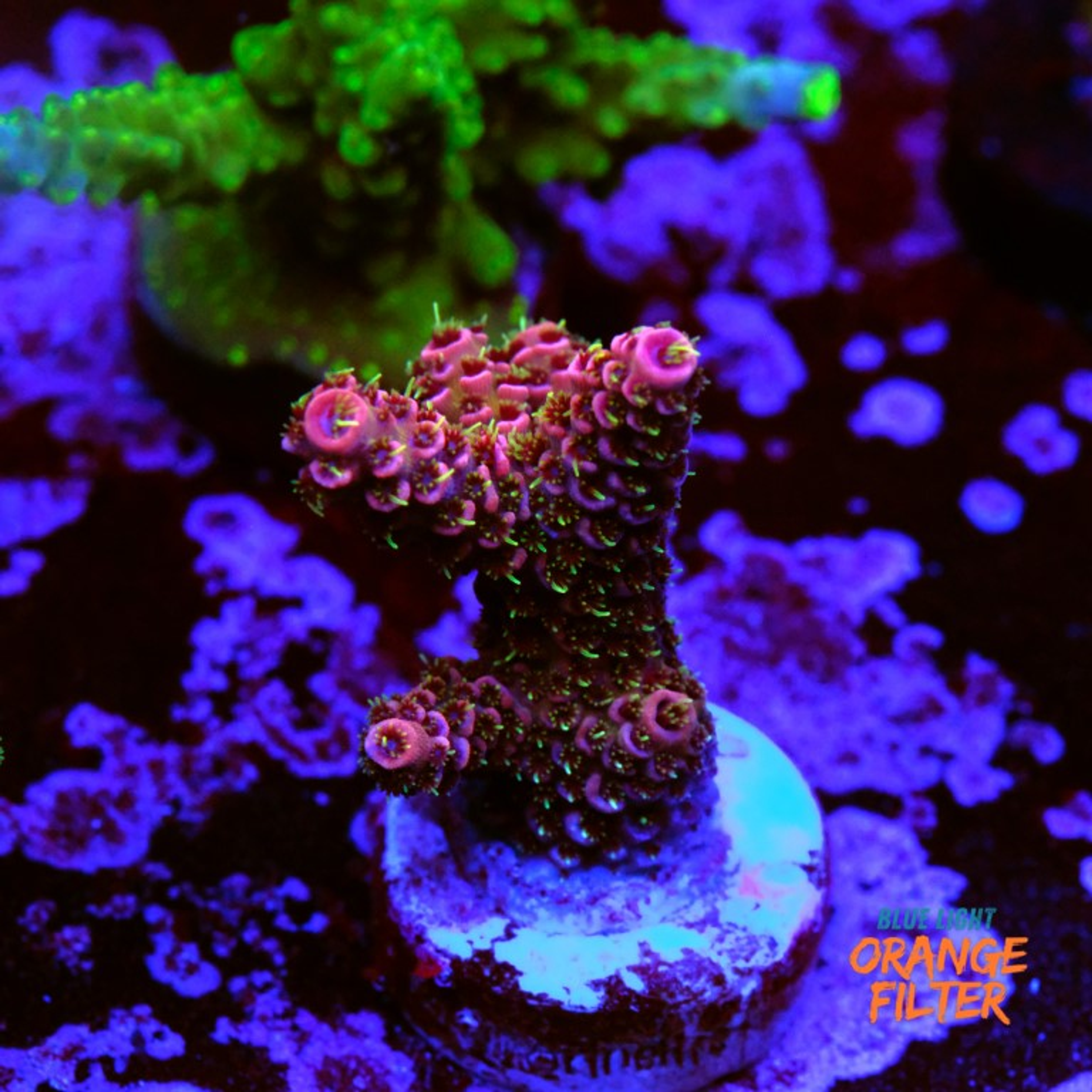 Acropora millepora 
