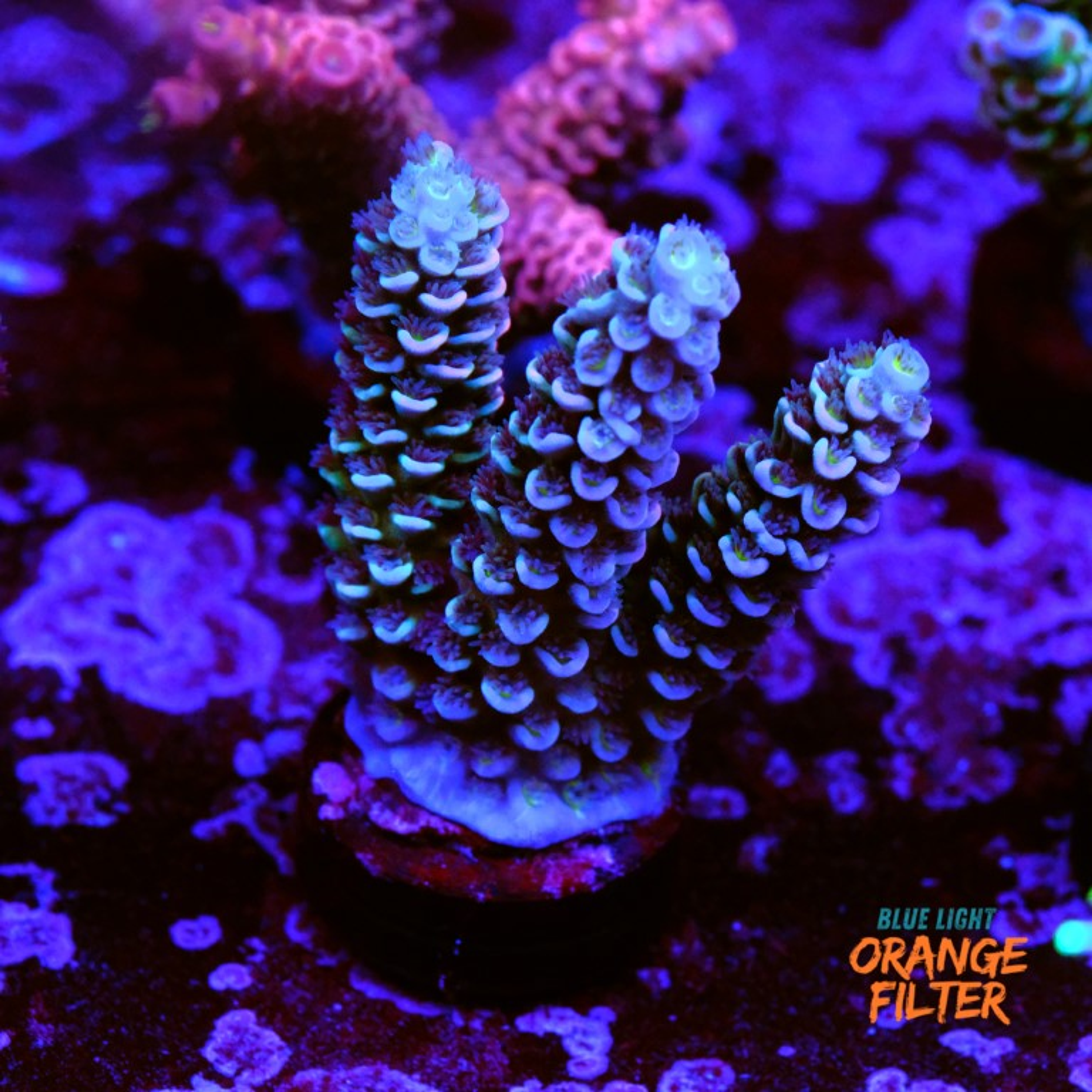 Acropora tenuis 