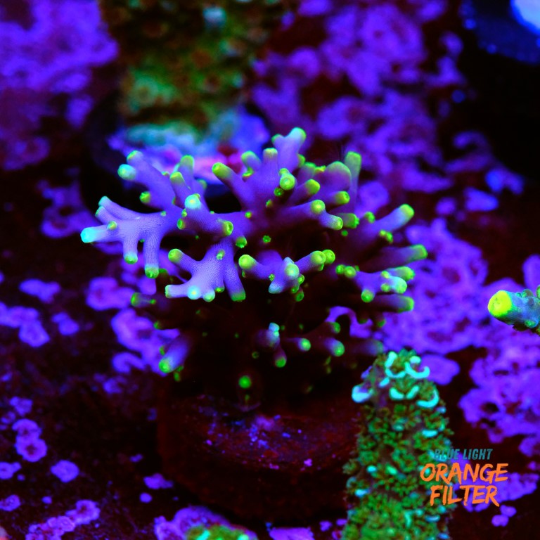 Acropora Mrs Pac man