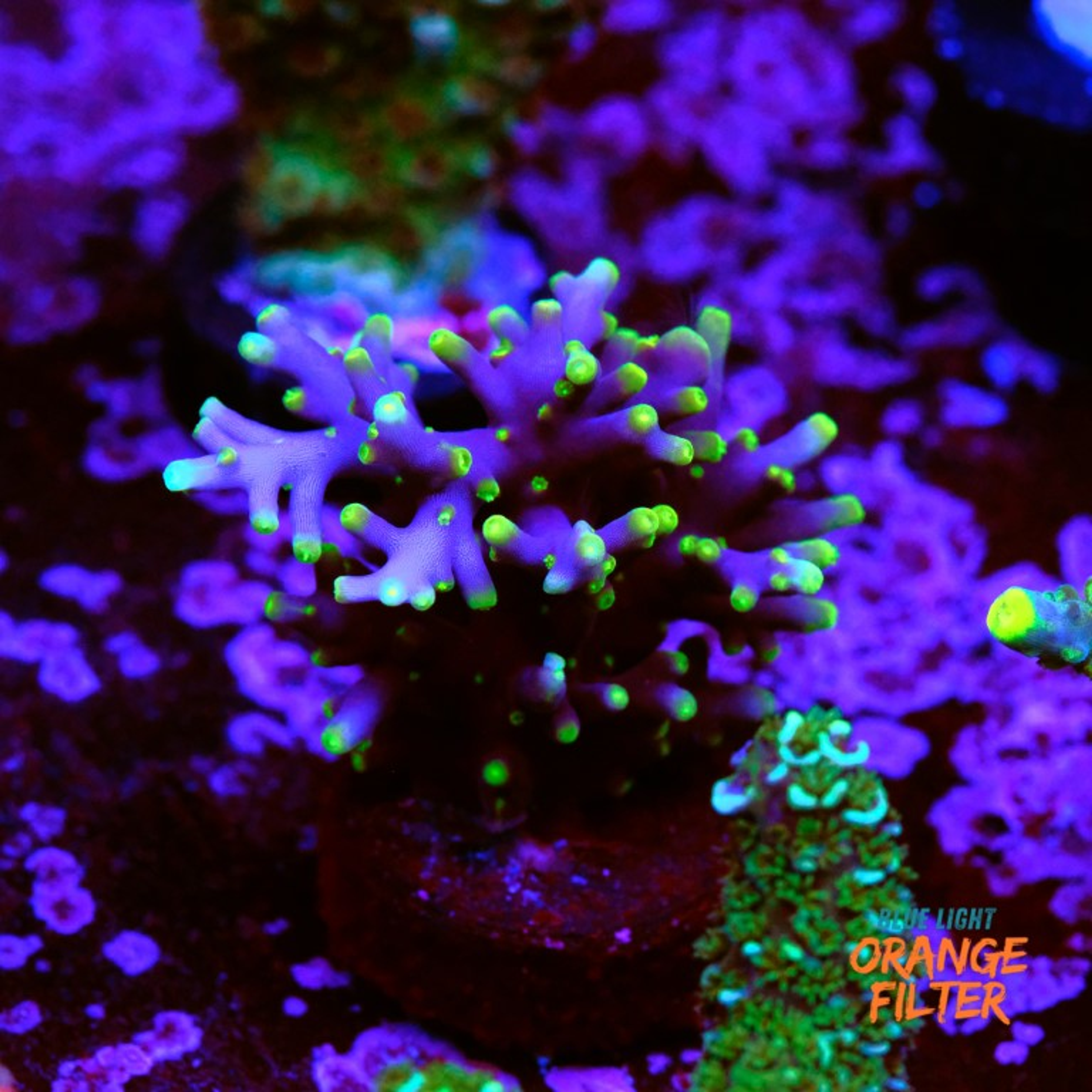 Acropora Mrs Pac man