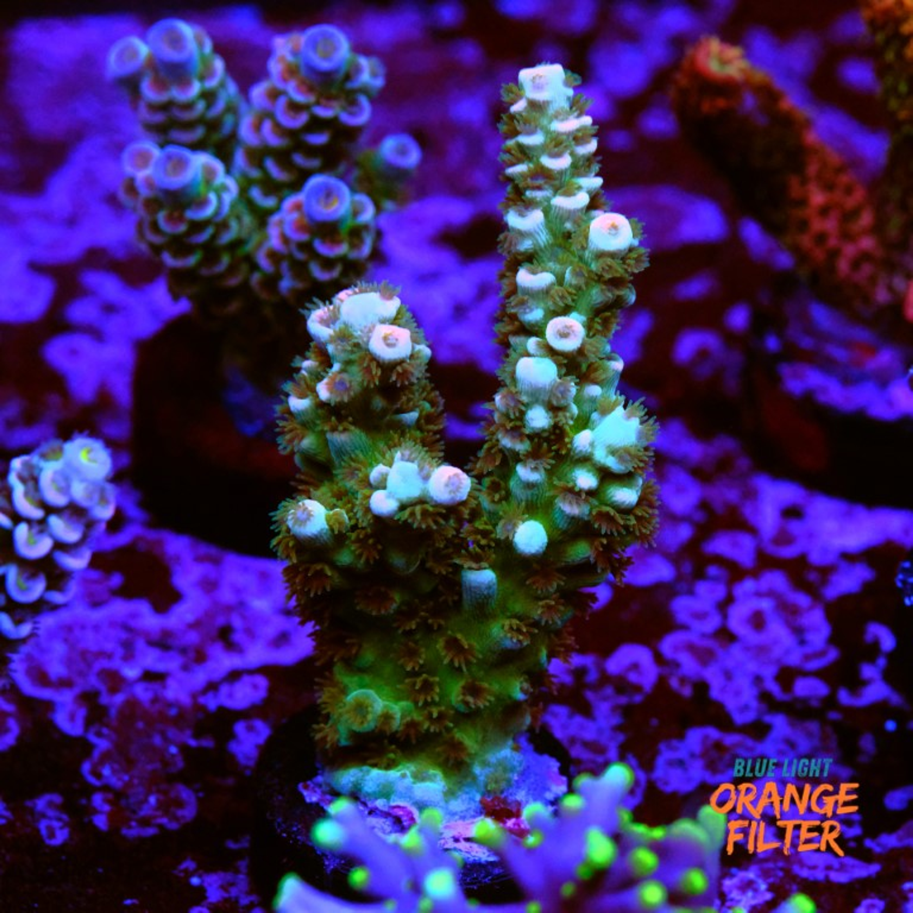 Acropora tenuis 