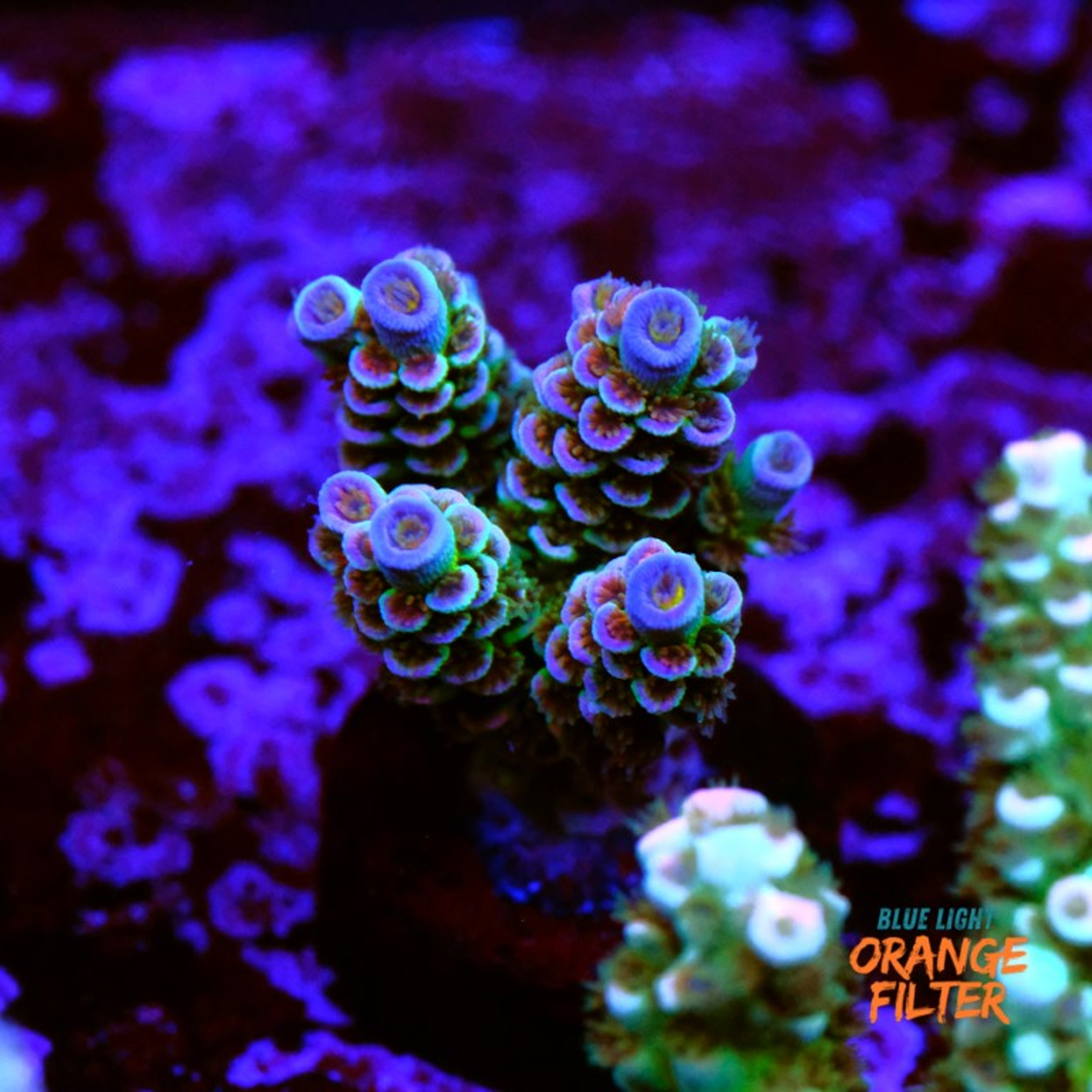 Acropora tenuis rainbow