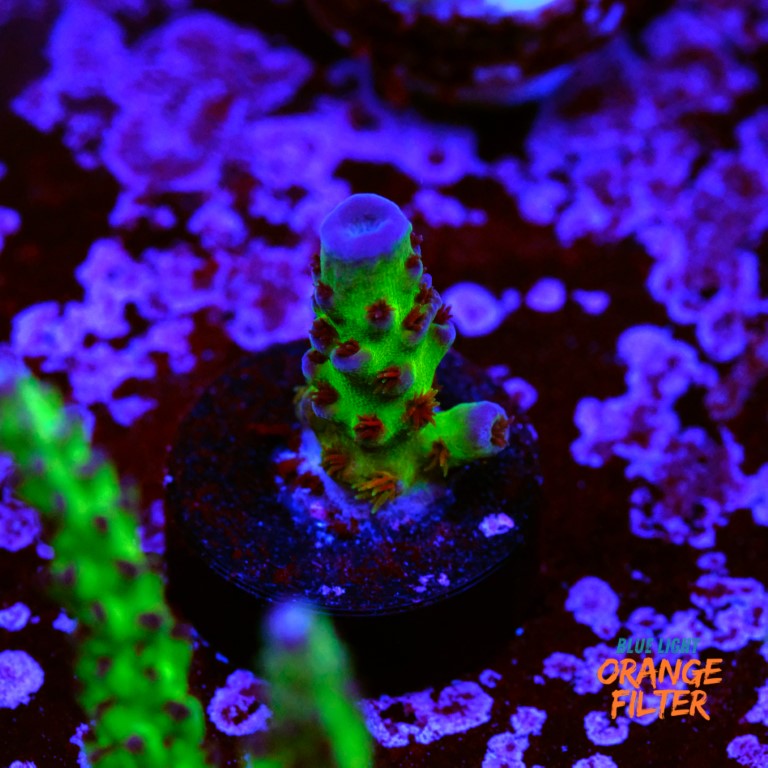 Acropora miyagi tort