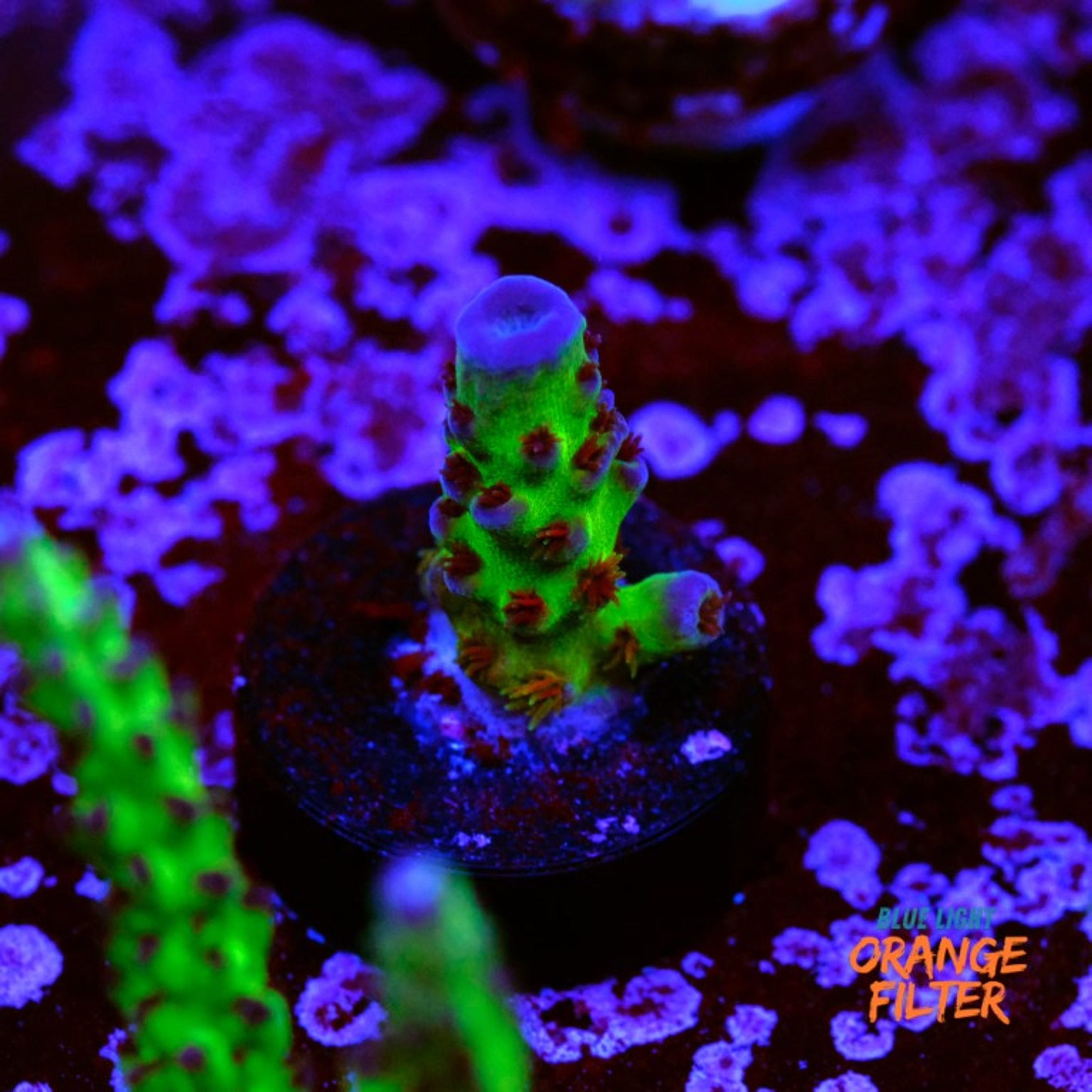 Acropora miyagi tort