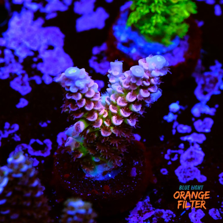 Acropora tenuis rainbow