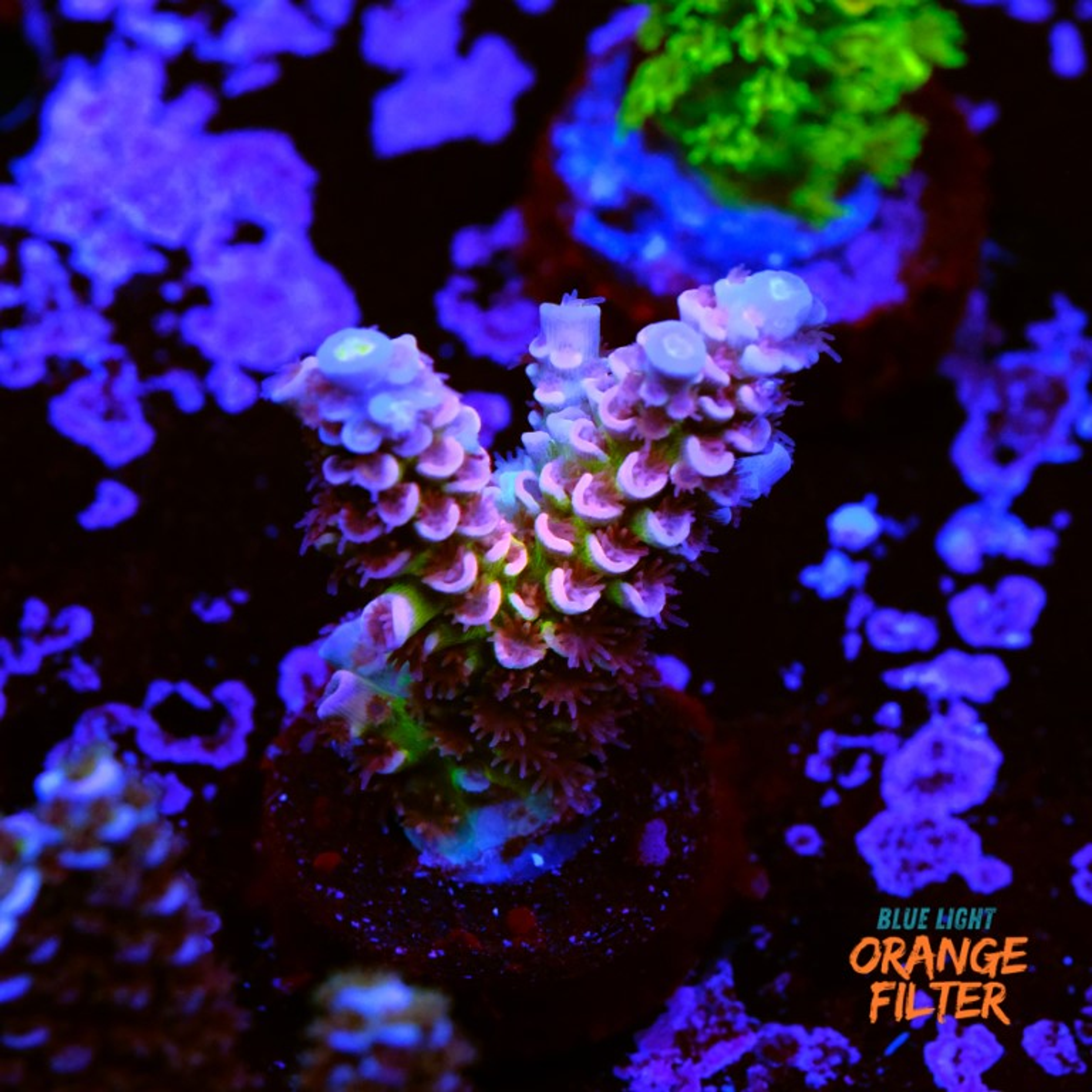 Acropora tenuis rainbow