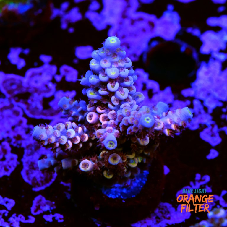 Acropora tenuis rainbow