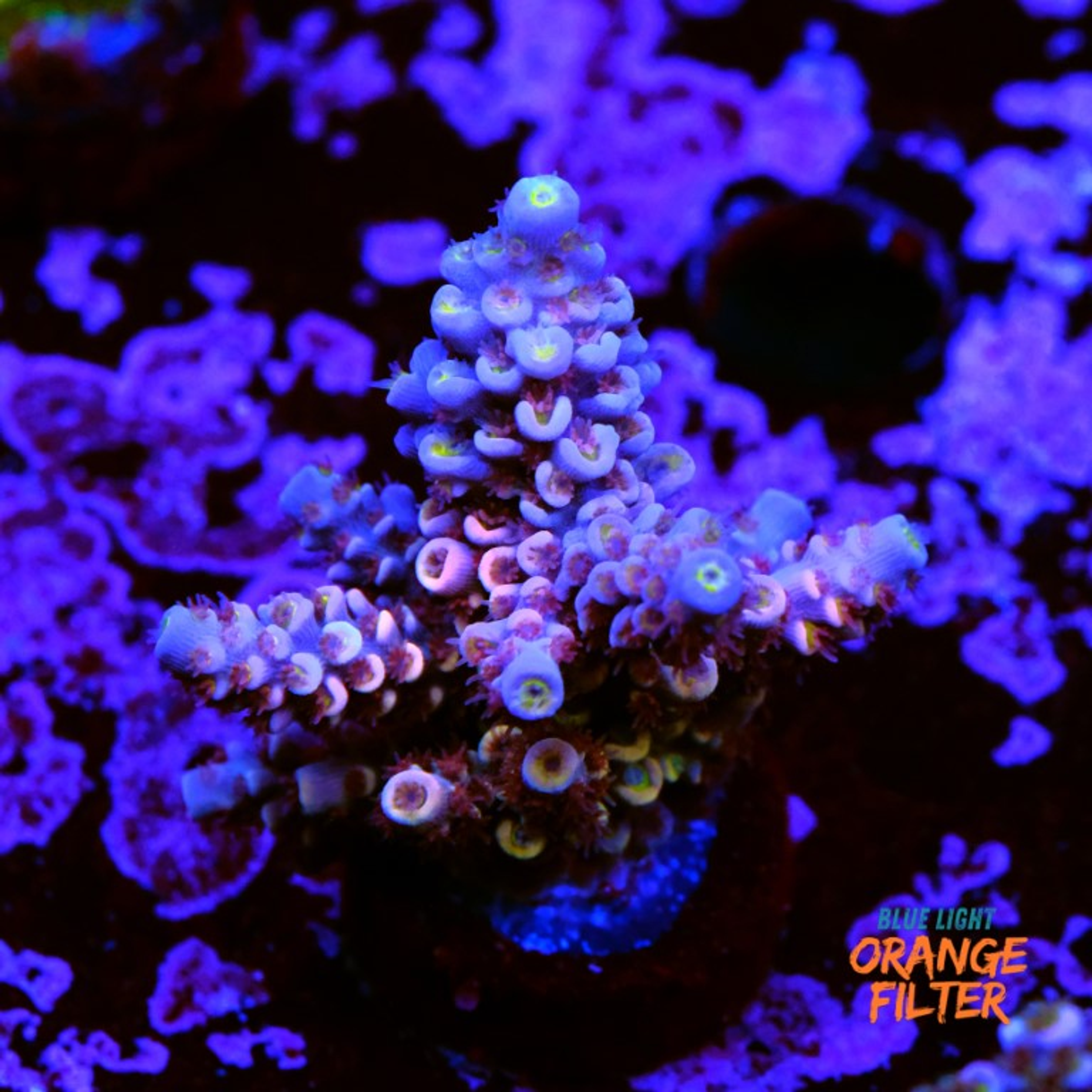 Acropora tenuis rainbow
